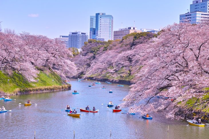 Tokyo, Japan - April 4, 2017: Chidorigafuchi Park in the spring of Tokyo is famous for cherry blossoms. By the time cherry blossoms are in full bloom it will be crowded with many tourists. Several boats float on the moat and see the cherry blossoms.